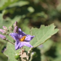 Solanum violaceum Ortega